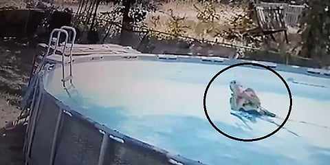 நீச்சல்குளத்தில் வலிப்பு ஏற்பட்டு துடிதுடித்த தாய் - 10 வயது மகன் செய்த அபார செயல்!