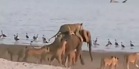 காடுனு இருந்தா... ஒற்றையாக இருந்து 14 சிங்கங்களை விரட்டியடித்த குட்டி யானை!