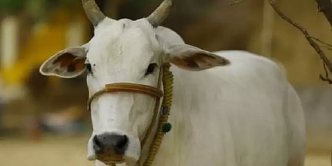 இளைஞரால் பாலியல் வன்கொடுமைக்கு ஆளான கர்ப்பிணி பசு பரிதாபமாக உயிரிழப்பு!