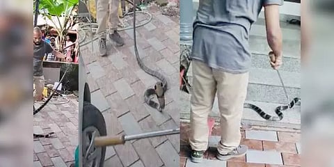 3 நாட்கள்.. 240 கி.மீ.. எல்லோருக்கும் டிமிக்கி கொடுத்து காருக்குள்ளே டேரா போட்ட ராஜநாகம்!