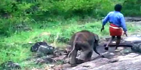 பாசப் போராட்டம்: தண்ணீரில் அடித்து வரப்பட்ட குட்டி யானை – தாயுடன் சேர்த்த வனத்துறை