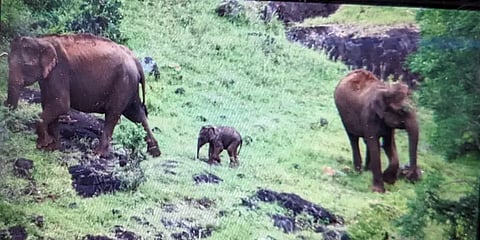 3 நாள்களுக்குப்பிறகு தாயுடன் சேர்ந்த குட்டியானை... வனத்துறையை ஓடவிட்ட ஆண் யானை!