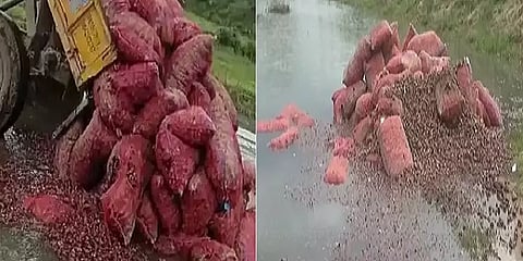 உரிய விலை கிடைக்காத விரக்தியில் 700 மூட்டை வெங்காயத்தை குட்டையில் வீசிய விவசாயி.!