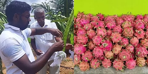 வாட்டிய வறட்சி! சாமர்த்தியமாக டிராகன் பழங்களை பயிரிட்டு வருமானம் ஈட்டிய விவசாயிகள்!எப்படி?