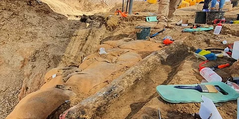 இஸ்ரேலில் கிடைத்த 5 லட்ச ஆண்டுகள் பழமையான யானை தந்தம்! அதிசயத்தக்க வரலாற்றுப் பின்னணி!