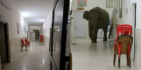 Viral video: ”வரான் பாரு வேட்டைக்காரன்..” பாணியில் மருத்துவமனைக்குள் நுழைந்த யானைகள்!