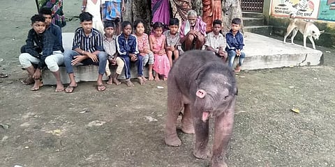 `அச்சோ, உனக்கு பசிக்குதா?!’- குட்டியானை பசியை போக்க குழந்தைகள் செய்த க்யூட்டான விஷயம்!