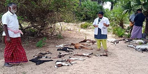 மொத்தமாக இறந்துகிடந்த ஆடுகள்.. வெறிநாய் கடியால் நிகழ்ந்த கொடூரம் - விவசாயி வேதனை!