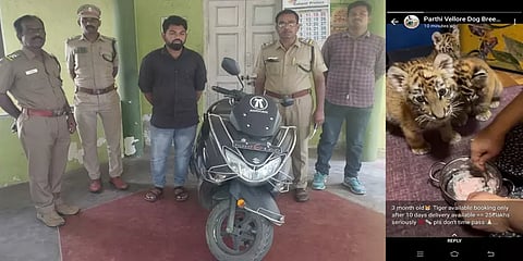 ”இங்கு புலிக்குட்டி விற்பனைக்கு’’.. வாட்ஸ்அப்பில் ஸ்டேட்டஸ் வச்சு தானாக ஆக சிக்கிய இளைஞர்!