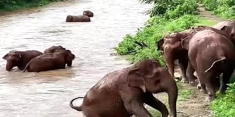 போலியான வீடியோக்களை வெளியிடுவோர் மீது கடும் நடவடிக்கை – வனத்துறை எச்சரிக்கை