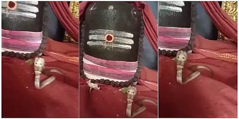 போளூர் : சிவலிங்கம் மீது படம் எடுத்து ஆடிய நல்ல பாம்பு.! பரவசமடைந்த பக்தர்கள்!