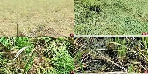 தூர்வாராத கால்வாய்கள்! வெள்ளத்தால் வீடு வந்து சேராத வெள்ளாமை! கண்ணீரில் விவசாயிகள்!