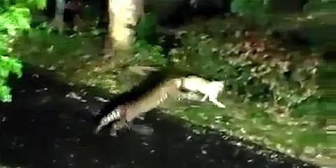 கர்நாடகா: மரத்தின் மீது அமர்ந்திருந்த சிறுத்தை - குலைத்தே விரட்டியடித்த தெருநாய்கள்