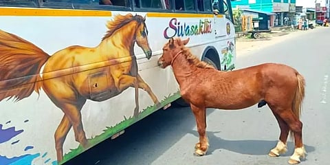 பஸ்ஸில் ஒட்டியிருந்த ஸ்டிக்கரை தாயென நினைத்து ஓடிய குட்டிக் குதிரை - பார்த்தோர் நெகிழ்ச்சி