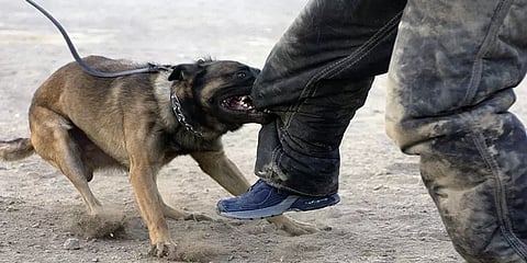 வளர்ப்பு நாய்களால் மற்றவர்களுக்கு ஆபத்து ஏற்படாமலிருக்க, எப்படி வளர்க்கலாம்? #KnowYourDog