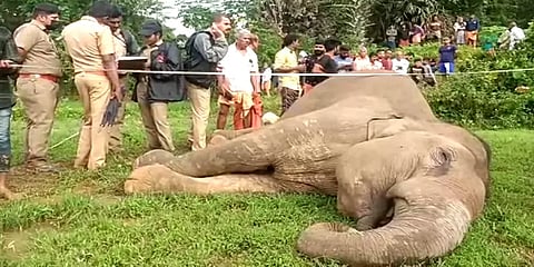 விவசாய நிலத்தில் காட்டுப் பன்றிக்காக வைத்திருந்த மின் கம்பியில் சிக்கி பெண் யானை பலி