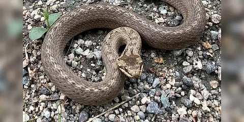 குரங்குகளின் தொல்லையை தடுத்த ’சீனப் பாம்புகள்’! கேரள காவல்துறையின் நூதன டெக்னிக்!