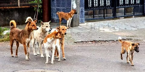 விஸ்வரூபம் எடுத்த தெருநாய் தொல்லை... அதிரடி சன்மானம் அறிவித்த கேரள அரசு