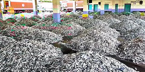 வரத்து அதிகரித்து விலை வீழ்ச்சியடைந்த கொழிசாலை மீன்கள் - வேதனையின் மீனவர்கள்