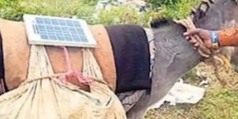 கழுதையின் மீது சோலார் பவர்.. தெலங்கானா வில்லேஜ் விஞ்ஞானியின் அசத்தல் கண்டுபிடிப்பு!