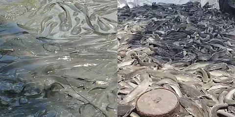 கெடுதலை மட்டுமே செய்யும் ஆப்பிரிக்க கெளுத்தி மீன்கள்! முழுமையாக ஒழிக்க கோரிக்கை!