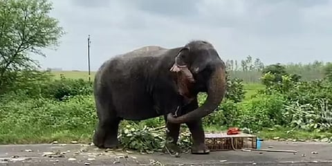 வாழைப்பழத்தை தராமல் ஏய்த்த பாகன் - தூக்கிப்போட்டு மிதித்தே கொலைசெய்த யானை!