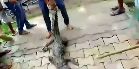 உ.பியில் பள்ளிக்குள் ஹாயாக படுத்திருந்த முதலை - தலைதெறிக்க ஓடிய மாணவர்களால் அதிர்ச்சி!