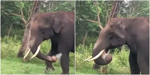 பசியிலிருக்கும் யானை பிளாஸ்டிக் சாப்பிடுகிறது - யார் காரணம்?