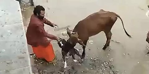 தொடரும் பிட்புல் தாக்குதல்கள்... கான்பூரில் பசுமாட்டின் வாயை கொடூரமாக காயப்படுத்திய நாய்