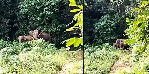 தாயுடன் குட்டியை இணைத்த தமிழக வனத்துறையினர்.. துதிக்கையை தூக்கி நன்றி தெரிவித்த தாய் யானை!