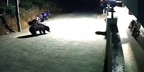 கோத்தகிரி: குடியிருப்பு பகுதியில் உலா வரும் கரடிகள் - அச்சத்தில் பொதுமக்கள்