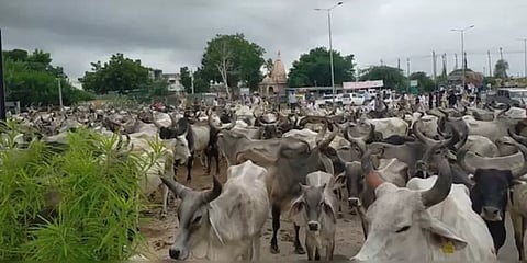 குஜராத்: ஆயிரக்கணக்கான பசுக்களை சாலையில் அவிழ்த்துவிட்டு நூதன போராட்டம்!