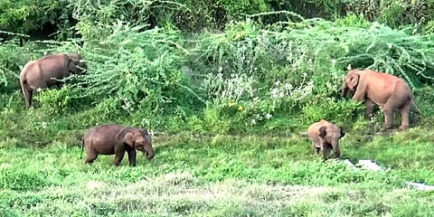 பவானிசாகர் அணை கரையில் முகாமிட்டுள்ள காட்டு யானைகள் - வனத்துறை எச்சரிக்கை