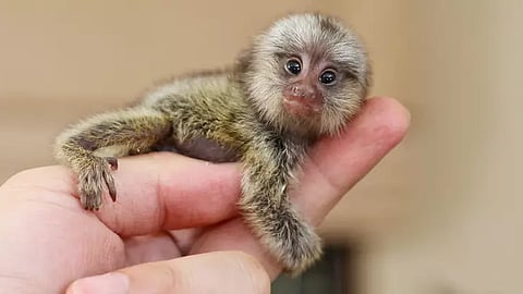 pygmy marmoset