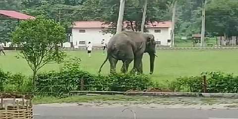 ராணுவ வீரர்களுடன் கால்பந்து விளையாட்டு.. வியப்பில் ஆழ்த்திய காட்டு யானை!