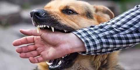 நாய்க்கடித்த 8 ஆண்டுகள் வரை உடலுக்குள் வாழும் வைரஸ் - ரேபிஸும், தடுப்பூசியும்!