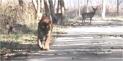 ”இப்ப எனக்கு பசிக்கல.. “ - மான்களை கடந்து சென்ற புலி - #ViralVideo