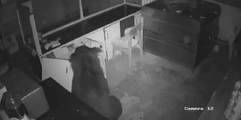 ஃபேக்ட்டரிக்குள் நுழைந்து ஜாலியாக சாக்லெட் சாப்பிடும் கரடி - வெளியான சிசிடிவி காட்சிகள்