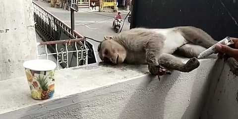 மின்சாரம் தாக்கி உயிருக்கு போராடிய குரங்கு - மீட்க வராத வனத்துறையால் பொதுமக்கள் அதிருப்தி