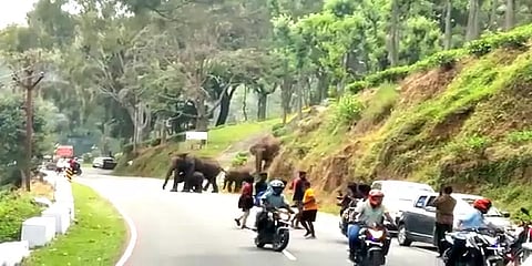குட்டிகளுடன் சாலையை கடந்த காட்டுயானை கூட்டம் - அலறியடித்து ஓடிய வாகன ஓட்டிகள்