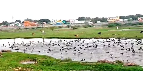 வைகை ஆற்றில் குளித்தபடி வலம்வந்த நீர் காகங்கள்.. ’வாவ்வ்வ்’ என சொல்ல வைக்கும் வீடியோ!