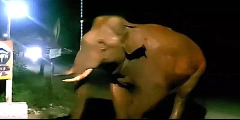 திரும்ப வந்துட்டேன்னு சொல்லு: மீண்டும் ஊருக்குள் உலாவரும் காட்டுயானை பாகுபலி