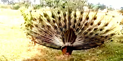 'ஆடு முருகா ஆடு' - விவசாயியின் சொல்படி தோகை விரித்தாடிய வண்ண மயில்