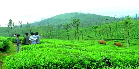 செல்ஃபி மோகம்: ஆபத்தை உணராமல் காட்டு யானைகள் அருகே செல்லும் சுற்றுலா பயணிகள்