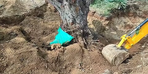 சாலைக்கு இடையூறு: 200 ஆண்டுகள் பழமையான புளியமரத்தை உயிருடன் இடமாற்றிய தனியார் நிறுவனம்