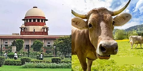 பசுவை தேசிய விலங்காக அறிவிப்பது எங்கள் வேலையா? - கொதித்தெழுந்த உச்சநீதிமன்ற நீதிபதிகள்!