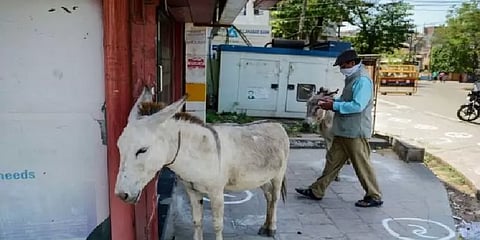 பாலியல் ஆற்றலுக்காக கழுதை இறைச்சி பதுக்கலா? - கூண்டோடு கைப்பற்றிய ஆந்திர போலீஸ்!