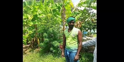 வீட்டிலேயே கஞ்சா செடி வளர்த்து கல்லூரி மாணவர்களுக்கு விற்பனை செய்த விவசாயி கைது