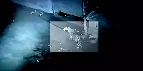 குடியிருப்புக்குள் புகுந்த சிறுத்தை மக்கள் சத்தத்தால் மீண்டும் வனப்பகுதிக்கே ஓடும் காட்சி!