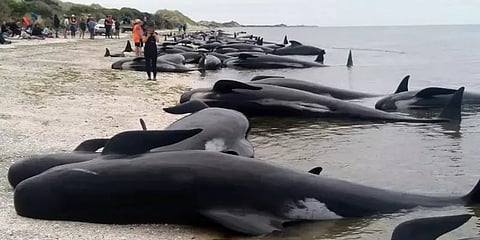 இறந்து கரை ஒதுங்கிய 450 திமிங்கலங்கள் - நியூசி. கடற்பகுதியில் மீண்டும் அதிர்ச்சி சம்பவம்